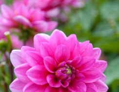 Dahlia Bluesette