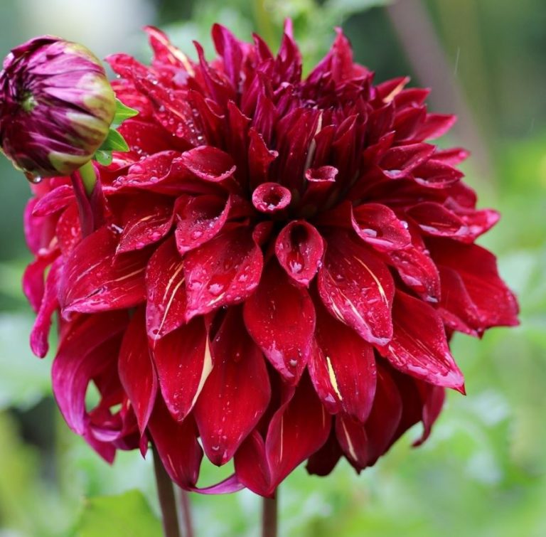 Dahlia Bohemian Spartacus - Anglia Bulb Company