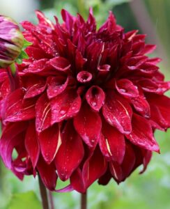 Dahlia Bohemian Spartacus
