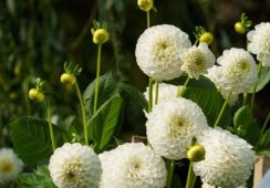 Dahlia Boom Boom White