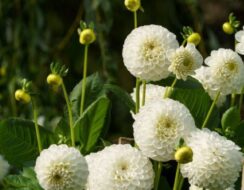 Dahlia Boom Boom White