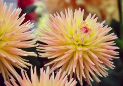 Dahlia Cabana Banana