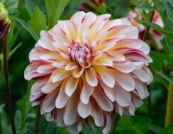 Dahlia Caribbean Fantasy