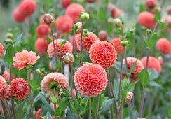 Dahlia Cornel Brons