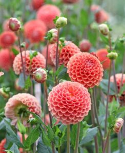 Dahlia Cornel Brons