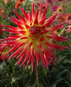 Dahlia Electric Flash