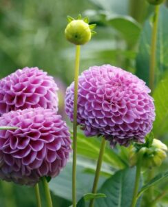 Dahlia Franz Kafka