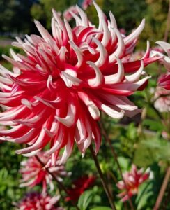 Dahlia Frigoulet