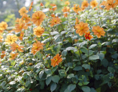 Dahlia G. F. Hemerik