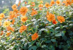 Dahlia G. F. Hemerik