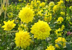 Dahlia Golden Emblem