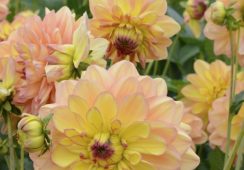 Dahlia Happy Go Lucky