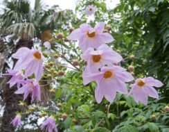 Dahlia Imperialis