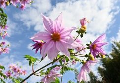 Dahlia Imperialis