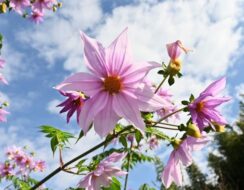 Dahlia Imperialis