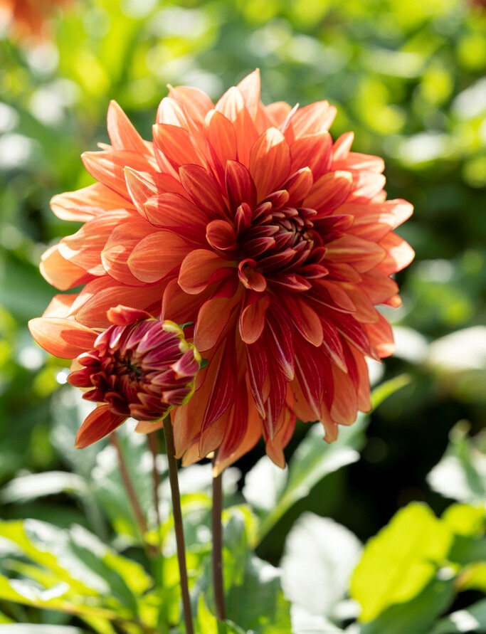 Dahlia Miss Brandy