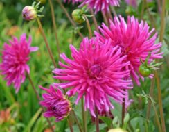 Dahlia Purple Gem