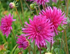 Dahlia Purple Gem