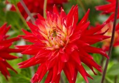 Dahlia Karma Red Corona