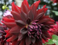 Dahlia Rip City