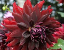 Dahlia Rip City