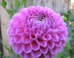 Dahlia Salvation