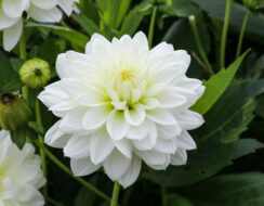 Dahlia White Swan