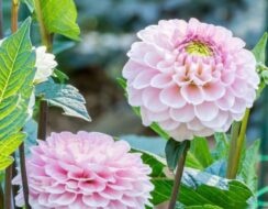 Dahlia Wizard of Oz