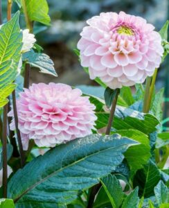 Dahlia Wizard of Oz