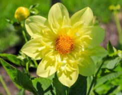 Dahlia Yellow Bird