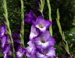 Gladioli Blue Isle