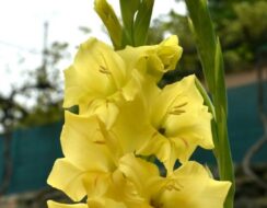 Gladioli Nov Lux