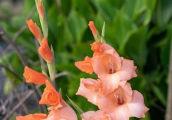 Gladioli Peter Pears