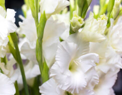 Gladioli White Prosperity