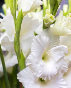 Gladioli White Prosperity