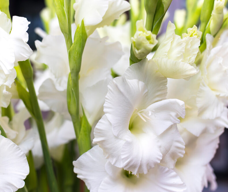 Gladioli White Prosperity