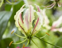 Gloriosa Lime