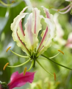 Gloriosa Lime