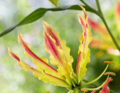 Gloriosa Stripe