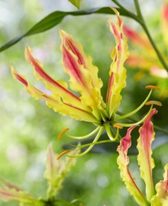 Gloriosa Stripe