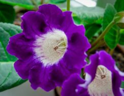 Gloxinia Hollywood