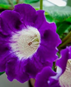 Gloxinia Hollywood
