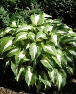 Hosta Night Before Christmas