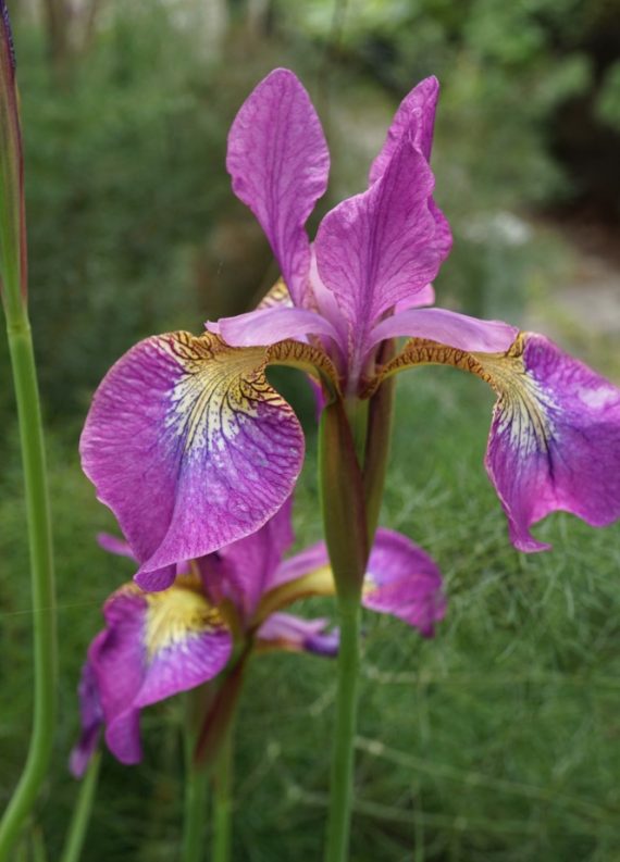 Iris Sibirica Sparkling Rose Anglia Bulb Company