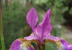 Iris Sibirica Sparkling Rose