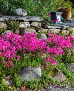Nerine Isabel