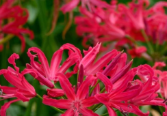 Nerine Pearls Of Cherry