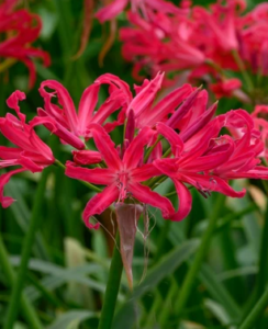 Nerine Pearls of Cherry