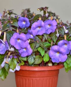 Achimenes Mexicana