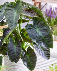 Colocasia Aloha
